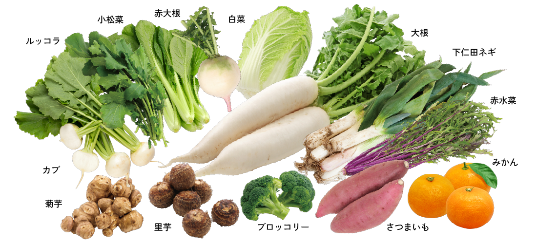 大根・白菜・赤大根・小松菜・ルッコラ・カブ・菊芋・里芋・ブロッコリー・さつまいも・みかん・赤水菜・下仁田ネギ